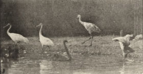 Plate 777 Storks, swans, etc. — figure reference